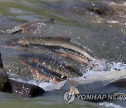 태화강 '봄의 전령사' 황어 친자 확인하는 특허 냈다