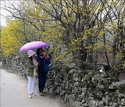 '산수유꽃과 돌담길의 풍경화'…남원 용궁마을서 16일 축제