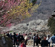 '매화꽃 보며 봄 기운 만끽하는 상춘객들'