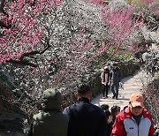 '매화마을에서 봄 기운 만끽'