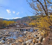 노랗게 물든 구례 산수유마을...산수유축제 9일 개막