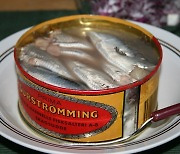 삭힌 홍어·취두부 정도는 ‘순한 맛’...악취 요리 1위 ‘수르스트뢰밍(Surströmming)’, 뭔 뜻이지? [말록 홈즈]