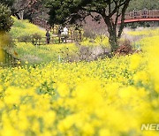 '서귀포의 봄빛'