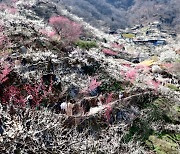 광양매화축제 개막, 17일까지 열흘간 상춘객 맞이