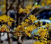 사진으로 보는 '구례 산수유축제'