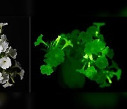 ‘조명처럼 빛내는 꽃’…유전자 조작 ‘자체 발광’ 식물 개발