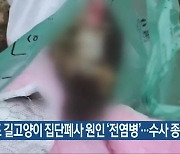 완도 길고양이 집단폐사 원인 ‘전염병’…수사 종결