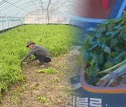 맛·향 남다른 '명품 미나리' 아시나요…경남 양산서 수확 한창