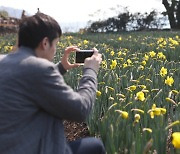 수선화로 다시 노랗게 물든 거제 공곶이, 봄 맞아 부활 날갯짓