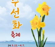 신안 선도서 22일 '200만송이 봄꽃 향연' 수선화 축제