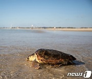 탄자니아 잔지바르서 바다거북 고기 먹고 9명 사망·78명 입원