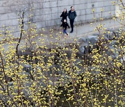 Spring blooms in Seoul