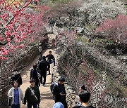 완연한 봄…매화·산수유축제, 새조개축제에 상춘객 몰려