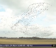 "세계 흑두루미 70% 온다"‥철새 낙원 '천수만'