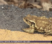 "두꺼비 살리는 생태 통로"‥차량 통행도 제한