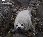 환경단체 "점박이물범, 백령도 연안 야생 번식 가능성↑"