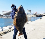 한국에 괴물이 사네…강릉서 길이 무게 20kg 초대형 광어 잡혀