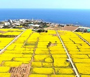 한반도 동쪽끝 포항 호미곶, 유체꽃 노란물결 넘실…눈과 입이 즐겁다