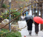 주 초·후반 봄비…수요일 낮 기온 19도 '포근'[이주의 날씨]