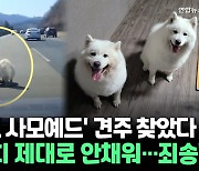 [씬속뉴스] '고속도로 사모예드' 견주 찾았다 "잠금장치 제대로 안채워…죄송"