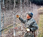 사과, 값 오르면 호들갑…폭락땐 무관심