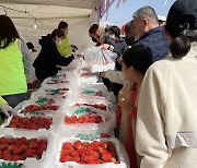 완주 삼례딸기 축제에 5만여명 방문…1억8천만원 판매