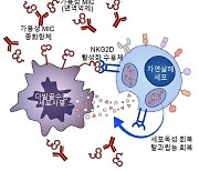 다발골수종 암세포 잡는 '자연살해세포' 활성화 방안 발견