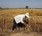 中, 미국산 밀 수입 잇단 취소