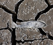 [더 한장] 화석이 된 물고기, 최악의 가뭄 현장