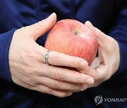 전체 물가 끌어올리는 `金사과·金배`…정부 "할인 지원 집중"