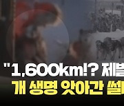 [현장영상] ‘개썰매 경주’ 도중 썰매 개 2마리 숨져…“동물 학대 멈춰라”