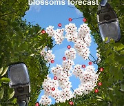 [Graphic News] 2024 Cherry blossoms forecast