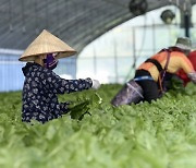 계절근로제도 둘러싼 '틀린 정보'... 브로커까지 활개