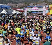 황강변 100리 벚꽃길 달려요…합천벚꽃마라톤대회 31일 개최