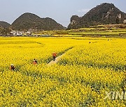 CHINA-GUIZHOU-LIUPANSHUI-COLE FLOWER FIELDS (CN)