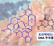 멍게에서 추출한 항암 치료제 원리 찾았다…"암세포 DNA 복구 차단"