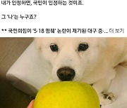 페북 사과문 2건에 與 도태우 공천 `유지`…野선 尹의 `개 사과` 빗대