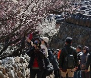 상춘객 반기는 오색 봄꽃의 향연… 호남 곳곳서 축제 개막