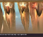 [풀뿌리 언론K] “‘밥상 위 기후위기’ 겨울 제철 물메기·대구 사라져”