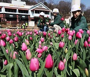 Everland prepares for tulip festival