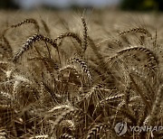 “50만t 주문 취소 연락받고 깜놀”…밀 주문 철회한 중국 속내는