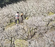 “일주일새 6000명 몰렸다” 에버랜드, 매화 테마정원 인기