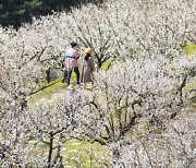 에버랜드 매화 ‘하늘정원길’ 일주일새 6000명 몰려