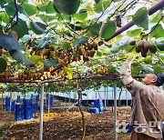 제주키위, 통합 브랜드로 ‘헤쳐모여’