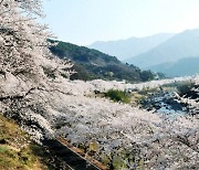 하동군, 제26회 화개장터 벚꽃축제와 함께