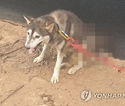 떠돌이개에 화살 쏴 관통시킨 40대 징역 10개월…법정구속