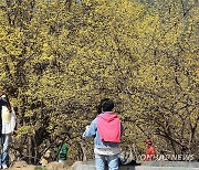 구례 산수유꽃 축제 찾은 상춘객