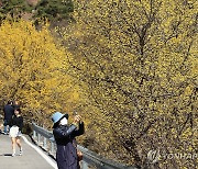 노란 산수유꽃 만발