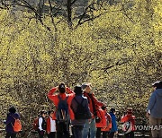 산수유꽃축제 찾은 상춘객