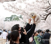 "창원시, 진해군항제 바가지요금 강력 대응해야"…시의회 결의